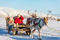 Reindeer safari Royalty Free Stock Photo