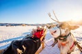 Reindeer safari Royalty Free Stock Photo