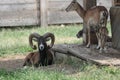 a family of mouflons Royalty Free Stock Photo