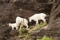 Family of Mountain Goats Royalty Free Stock Photo