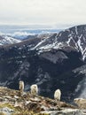 Family of mountain goats Royalty Free Stock Photo