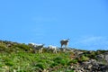 Family of Mountain Goats Graze in Field