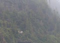 Family of Mountain Goats Look Toward Camera from Foggy Cliff