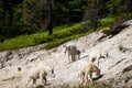 A family of mountain goats Oreamnos americanus