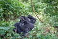 Family of Mountain gorillas in the bush. Royalty Free Stock Photo