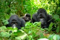 Family of mountain gorillas with a baby gorilla and a silverback posing for picture in Rwanda. Royalty Free Stock Photo