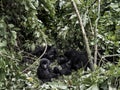 Family of moutanis gorillas, baby, mother and father, in virunga Royalty Free Stock Photo