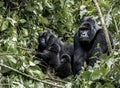 Family of moutains gorillas, baby, mother and father, in virunga Royalty Free Stock Photo