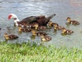 Family Female Muscovy Duck with Ducklings