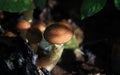 Family of mushrooms in the depths of the forest Royalty Free Stock Photo