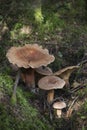 Family of mushrooms tricholoma