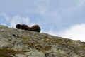 Family of Muskox Ovibos moschatus standing on horizont in Greenland. Mighty wild beasts. Big animals in the nature habitat, Arct