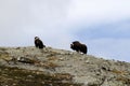 Family of Muskox Ovibos moschatus standing on horizont in Greenland. Mighty wild beasts. Big animals in the nature habitat, Arct Royalty Free Stock Photo