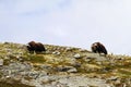 Family of Muskox Ovibos moschatus standing on horizont in Greenland. Mighty wild beasts. Big animals in the nature habitat, Arct Royalty Free Stock Photo