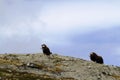 Family of Muskox Ovibos moschatus standing on horizont in Greenland. Mighty wild beasts. Big animals in the nature habitat, Arct Royalty Free Stock Photo