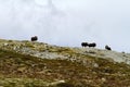 Family of Muskox Ovibos moschatus standing on horizont in Greenland. Mighty wild beasts. Big animals in the nature habitat Royalty Free Stock Photo