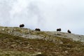 Family of Muskox Ovibos moschatus standing on horizont in Greenland. Mighty wild beasts. Big animals in the nature habitat