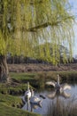 Family of Mute swans Royalty Free Stock Photo