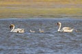 A Family of Mute Swans in the Bay