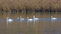 family of mute swans in water near the shore of a small lake