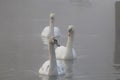 Family of mute swans in the fog