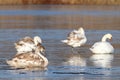 Family of mute swans on ice