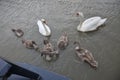 Family of Mute swans.