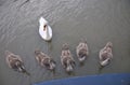 Family of Mute swans.