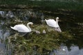 Swan family of two adults and five young signets on the river in spring. Royalty Free Stock Photo