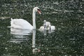 Family of Mute swans swimming in lake