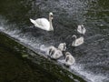 Family of mute swans trying to climb up a weir