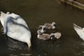 A family of mute swans in the water\'s at Abbotsbury Swannery in Dorset, England