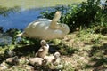 A family of mute swans at the water's edge at Abbotsbury Swannery in Dorset, England