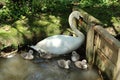 A family of mute swans by a wooden dam at Abbotsbury Swannery in Dorset, England