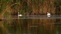 Family of mute swans on Danube delta Royalty Free Stock Photo
