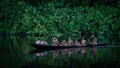 Family of native indigenous Orinoco tribe Warao swimming in traditional wooden canoe among the mangroves Royalty Free Stock Photo