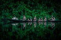 Family of native indigenous Orinoco tribe Warao swimming in traditional wooden canoe among the mangroves Royalty Free Stock Photo