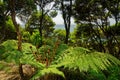 A family of new fern fronds called koru, Abel Tasman National Park, New Zealand Royalty Free Stock Photo