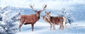Family of noble deer in a snowy winter forest. Christmas artistic image. Winter wonderland.
