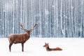 Family of noble deer in a snowy winter forest. Christmas fantasy image in blue and white color