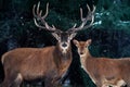 Family of noble deer in a snowy winter forest. Natural winter image.