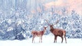 Family of noble deer in a snowy winter forest at sunset. Christmas fantasy image in blue, pink and white color.