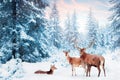 Family of noble deer in a snowy winter forest at sunset. Christmas fantasy image in blue and white color. Snowing.