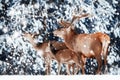 Family of noble red deer in winter forest Royalty Free Stock Photo