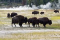 Family of North American Buffalo near the hot springs in Yellows Royalty Free Stock Photo