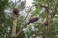 Family of North American porcupine, Erethizon dorsatum, Canadian porcupine or common porcupine on the trees Royalty Free Stock Photo