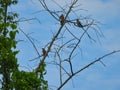 Family of Northern Flicker Woodpecker Birds Perched in a Tree