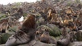 Family of fur seal eared Otariidae with sound.