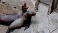 Family of northern fur seal on stone rocks of coast in wild nature with with sound. Concept of marine pinniped predatory