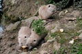 family of nutrias eating bread